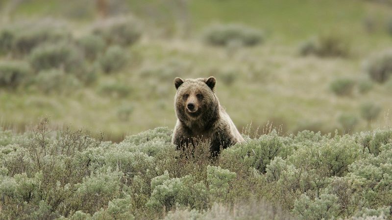 20160915 bear2.jpg